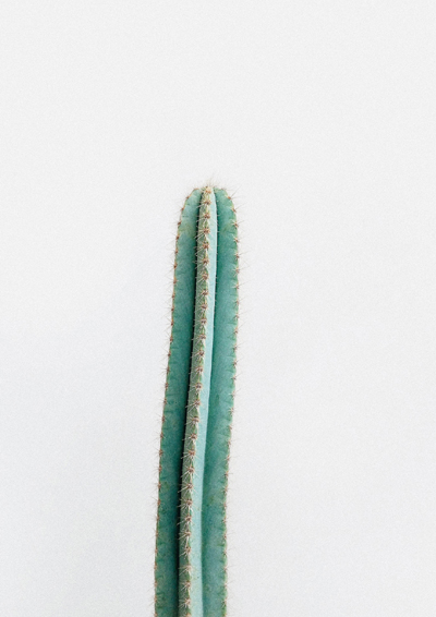 branche de cactus dressée